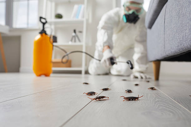 Commercial Rodent Management in East Brady